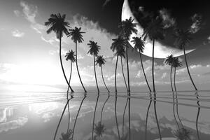 Tapeta czarno-białe tropikalne palmy