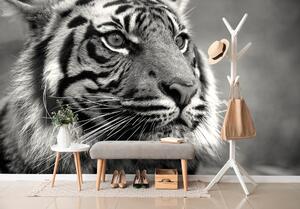 Samoprzylepna fototapeta bengalski czarno-biały tygrys