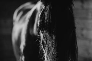 Samoprzylepna fototapeta majestatyczny czarno-biały koń