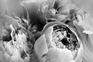 Tapeta czarno-białe płatki kwiatów