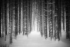 Samoprzylepna fototapeta czarno-biały las pokryty śniegiem
