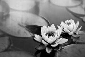 Fototapeta czarno-biały kwiat lotosu na jeziorze