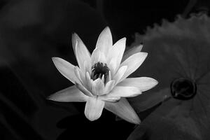 Samoprzylepna tapeta czarno-biała lilia wodna