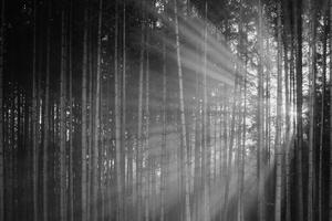 Samoprzylepna fototapeta słońce za drzewami w czerni i bieli