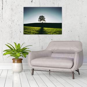 Obraz na szkle natury - drzewo (70x50 cm)