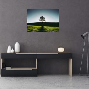 Obraz na szkle natury - drzewo (70x50 cm)