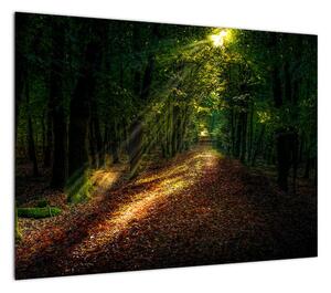 Obraz na szkle - leśna ścieżka (70x50 cm)