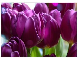 Obraz na szkle - tulipanów (70x50 cm)