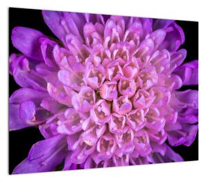 Obraz na szkle - szczegółowy obraz kwiatu (70x50 cm)