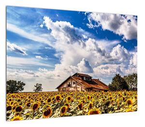 Obraz na szkle - pole słoneczników (70x50 cm)