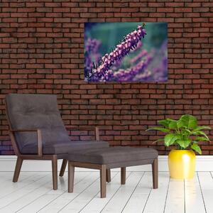 Obraz na szkle - fioletowy kwiat (70x50 cm)