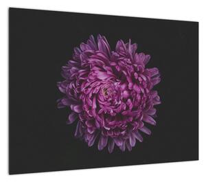 Obraz na szkle - fioletowy kwiat (70x50 cm)