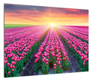 Obraz na szkle - pole tulipanów ze słońcem (70x50 cm)