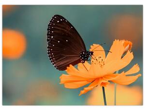 Obraz na szkle - motyl na pomarańczowym kwiatku (70x50 cm)