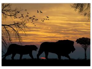Obraz na szkle - Safari (70x50 cm)