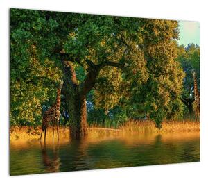 Obraz na szkle - żyrafy w naturze (70x50 cm)