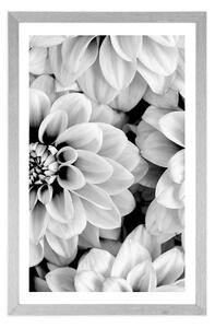 Plakat z passe-partout kwiaty dalii w czerni i bieli
