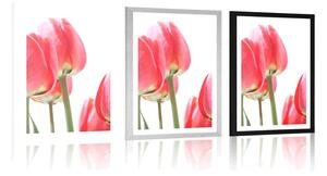 Plakat z passe-partout czerwone polne tulipany