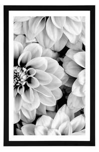 Plakat z passe-partout kwiaty dalii w czerni i bieli