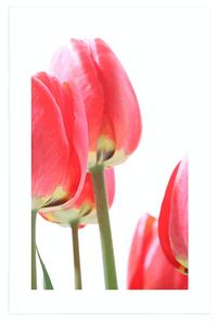 Plakat z passe-partout czerwone polne tulipany