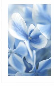 Plakat z passe-partout niebiesko-białe kwiaty hortensji
