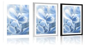 Plakat z passe-partout niebiesko-białe kwiaty hortensji
