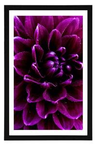 Plakat z passe-partout purpurowo fioletowy kwiat