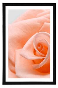 Plakat z passe-partout róża w brzoskwiniowym odcieniu