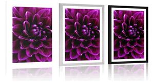 Plakat z passe-partout purpurowo fioletowy kwiat