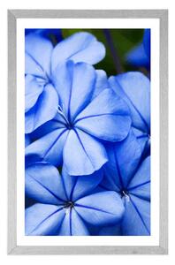 Plakat z passe-partout dzikie niebieskie kwiaty