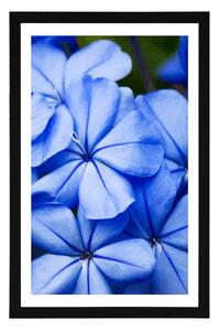 Plakat z passe-partout dzikie niebieskie kwiaty