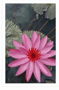 Plakat uroczy kwiat lotosu