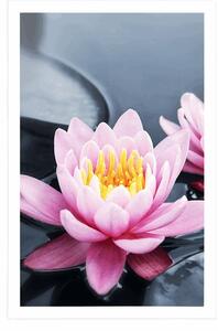 Plakat kwiat lotosu w jeziorze
