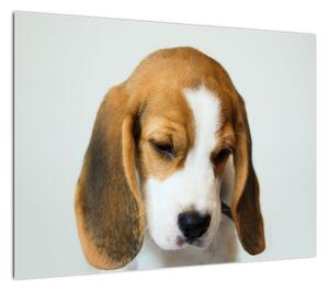 Obraz na szkle Beagle (70x50 cm)