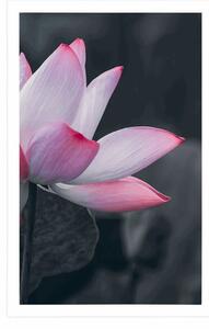 Plakat delikatny kwiat lotosu
