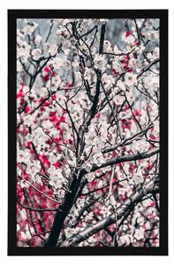 Plakat kwiaty brzoskwini