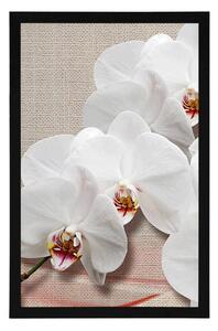 Plakat biała orchidea na płótnie