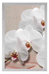 Plakat biała orchidea na płótnie
