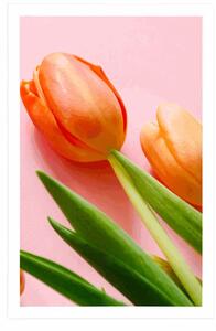 Plakat tulipan