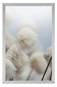 Plakat arktyczne kwiaty bawełny