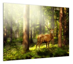 Obraz na szkle jelenia w lesie (70x50 cm)