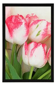 Plakat wiosenne tulipany