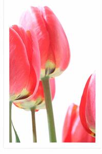 Plakat czerwone polne tulipany