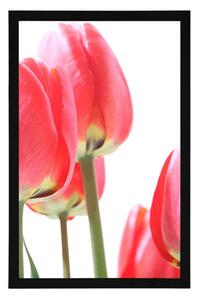 Plakat czerwone polne tulipany