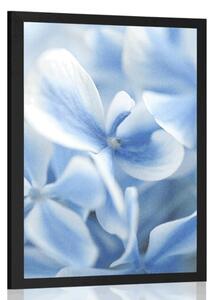 Plakat niebiesko-białe kwiaty hortensji