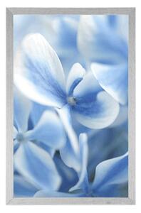 Plakat niebiesko-białe kwiaty hortensji