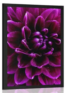 Plakat purpurowo fioletowy kwiat