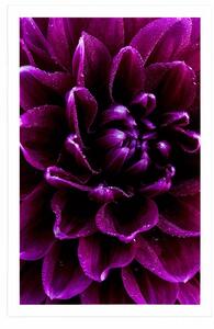 Plakat purpurowo fioletowy kwiat