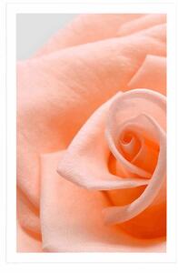 Plakat róża w brzoskwiniowym odcieniu