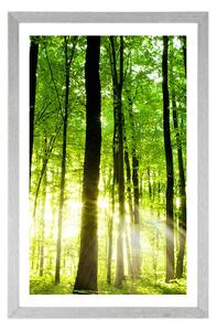 Plakat z passe-partout bujny zielony las